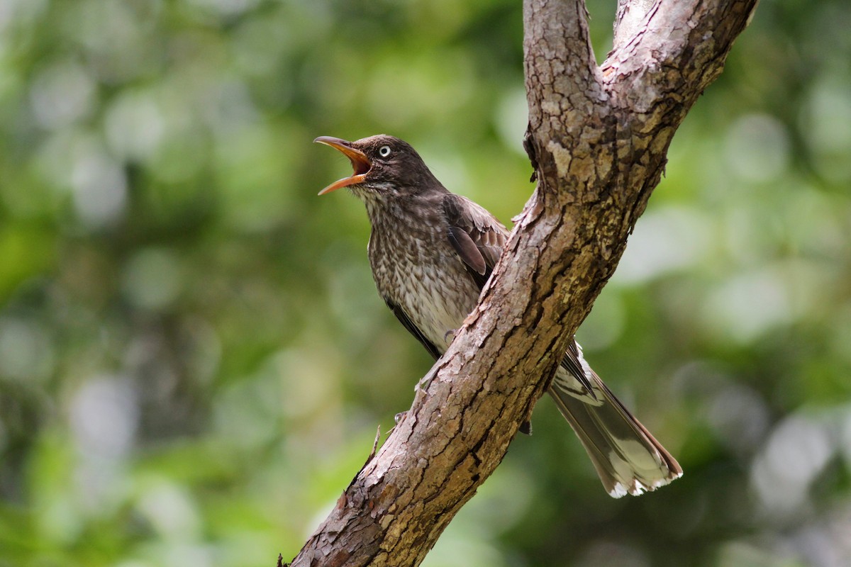 Pearly-eyed Thrasher - ML23054041