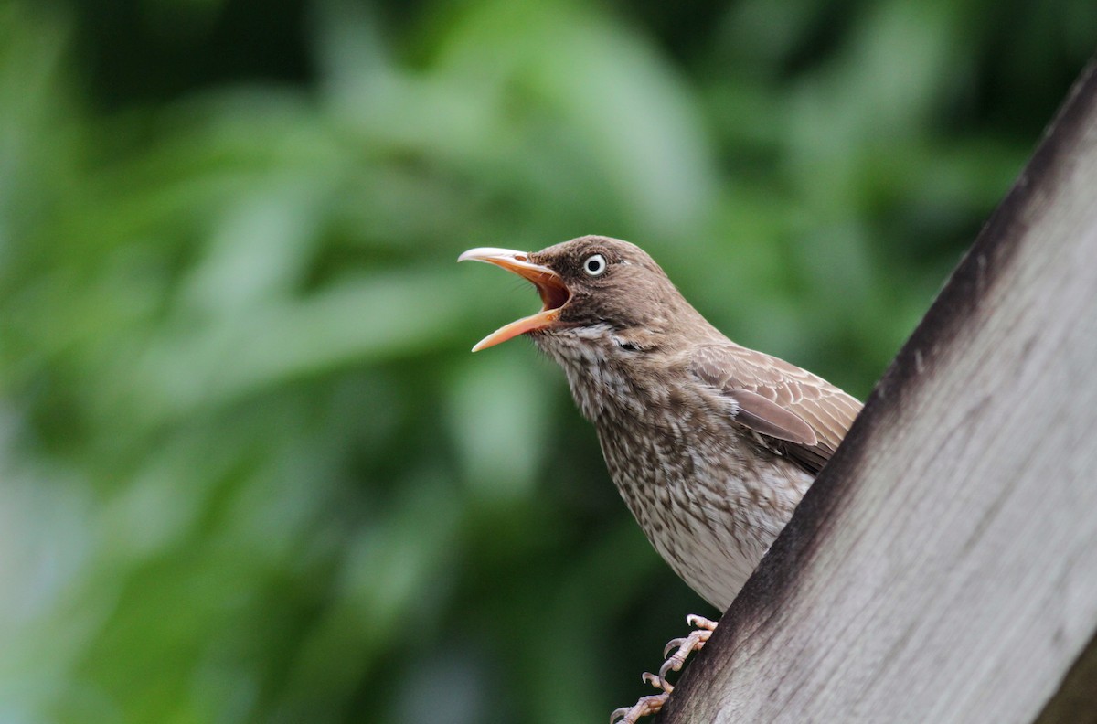 Pearly-eyed Thrasher - Jay McGowan