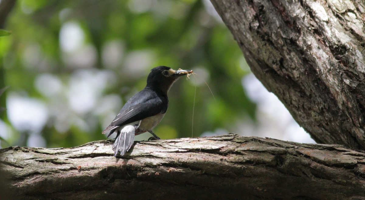 Puerto Rican Woodpecker - Jay McGowan