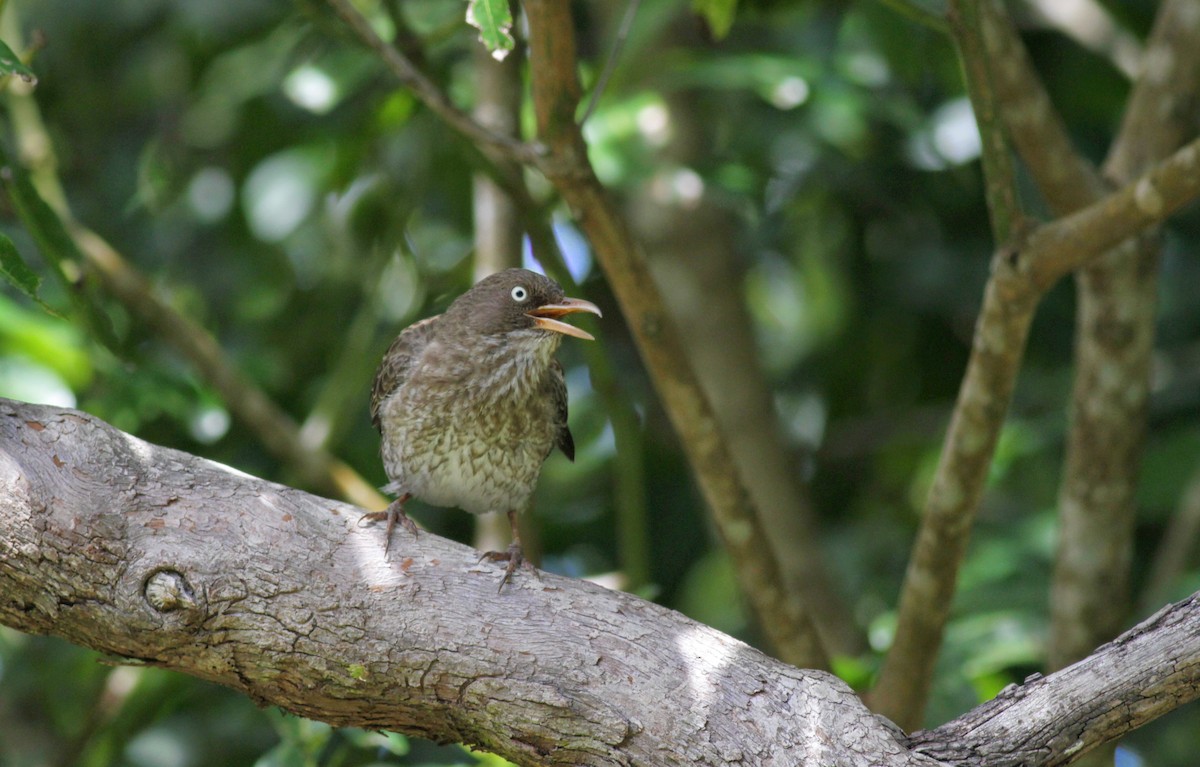 Pearly-eyed Thrasher - ML23054071