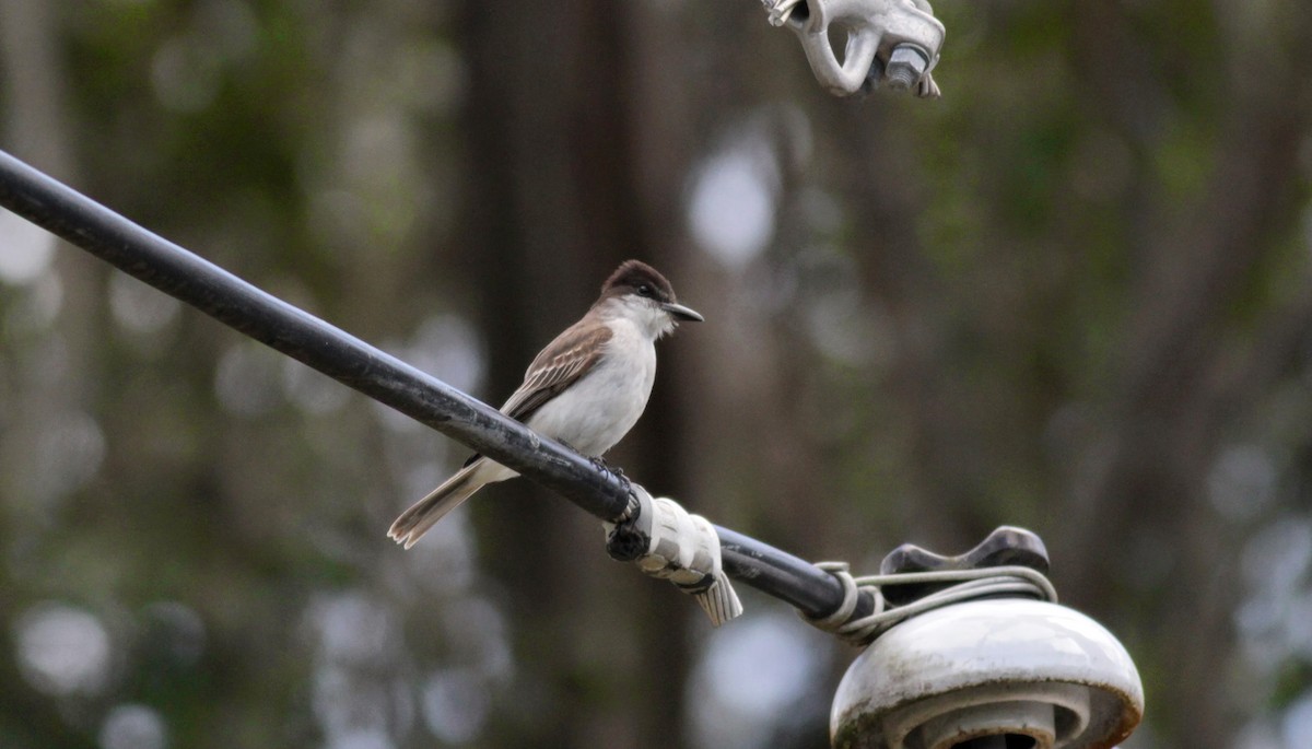 Loggerhead Kingbird (Puerto Rico) - ML23054111