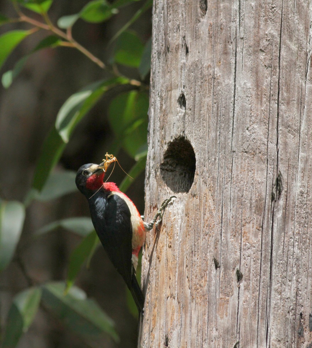 Puerto Rican Woodpecker - Jay McGowan