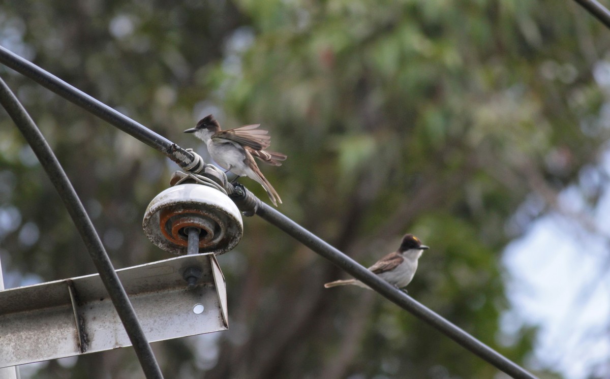 Loggerhead Kingbird (Puerto Rico) - ML23054141