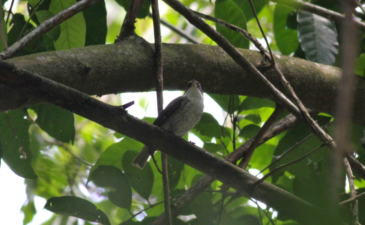 Puerto Rican Tanager - ML23054171