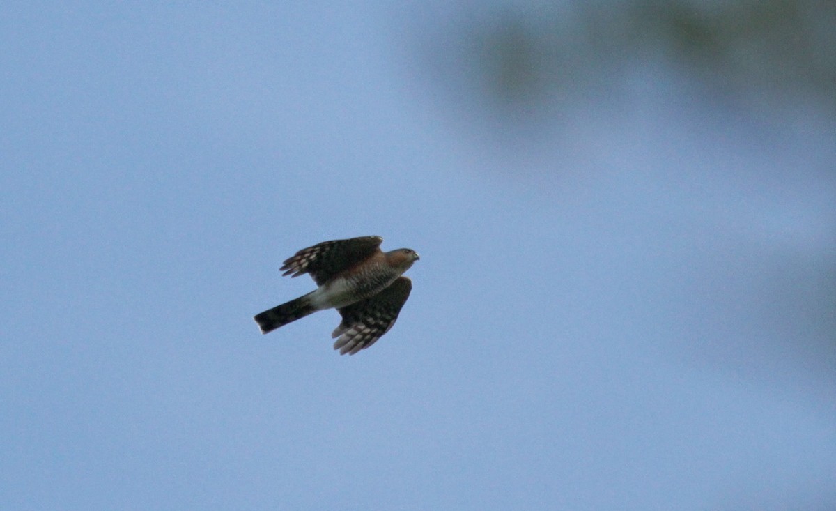 Sharp-shinned Hawk (Caribbean) - Jay McGowan