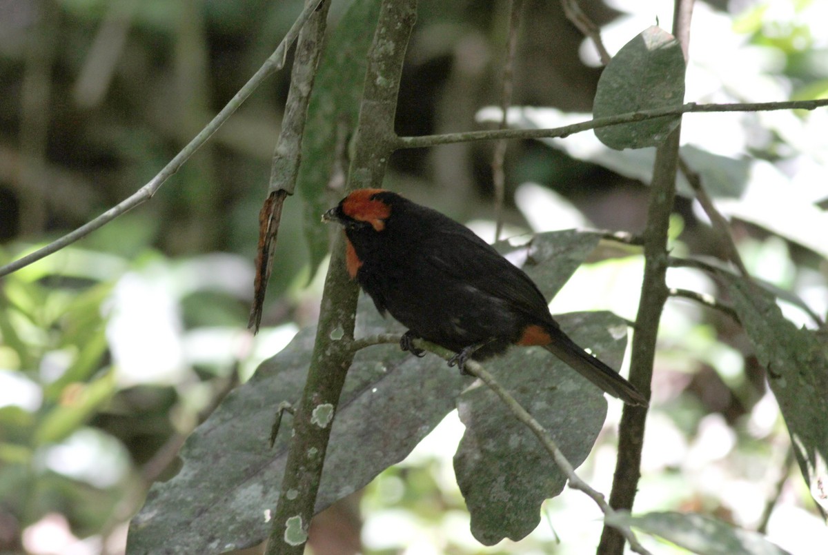 Puerto Rican Bullfinch - ML23054201