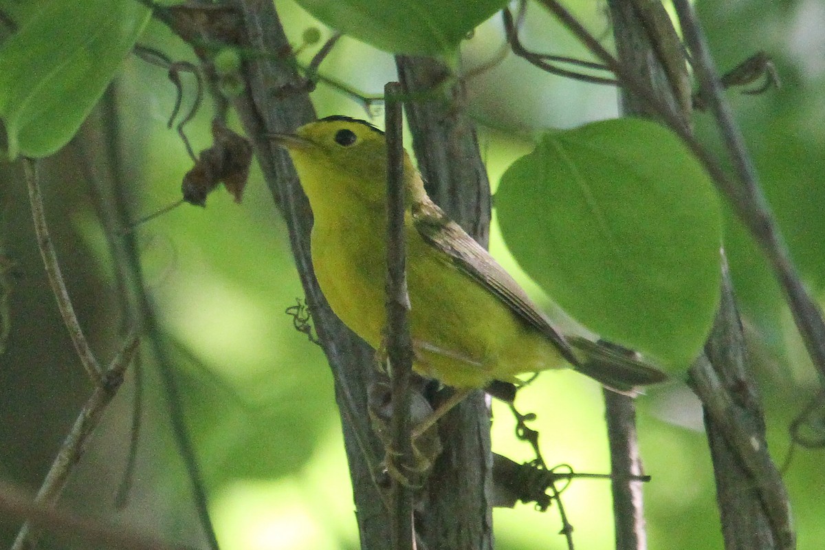 Wilson's Warbler - ML230542551