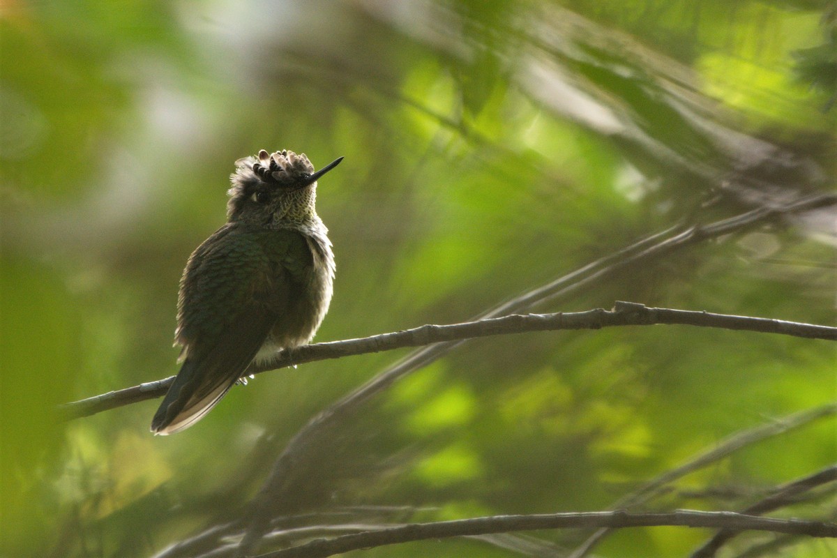 Green-backed Firecrown - ML230543241