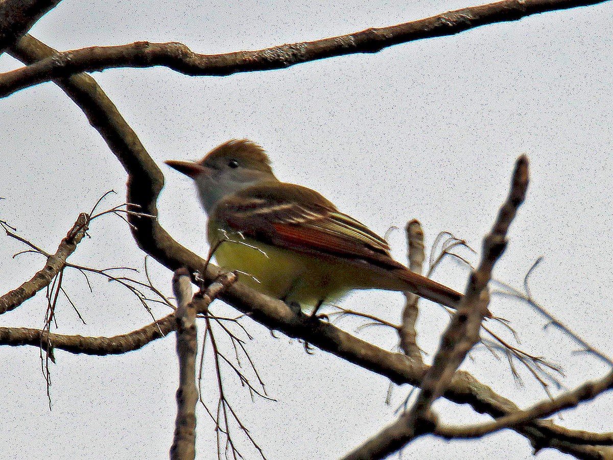 Great Crested Flycatcher - Ronald Harrower