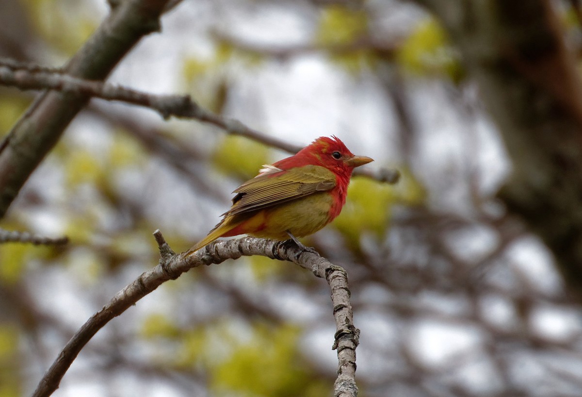 Summer Tanager - James Sawusch
