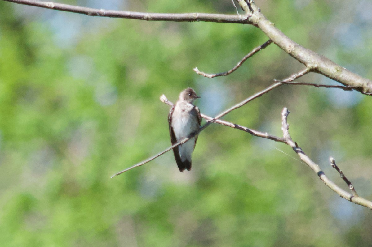 Northern Rough-winged Swallow - ML230547851