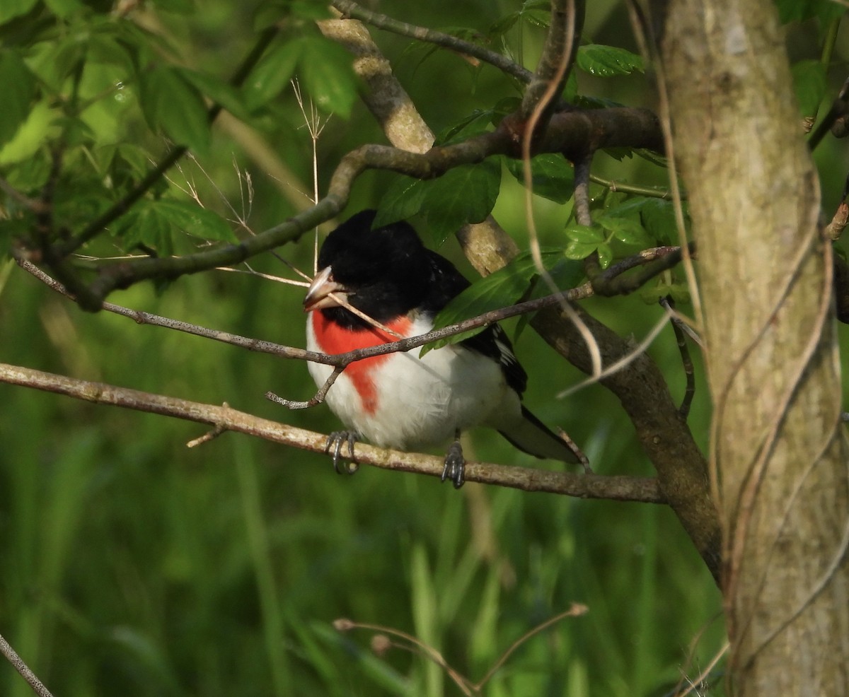 Rose-breasted Grosbeak - ML230548451