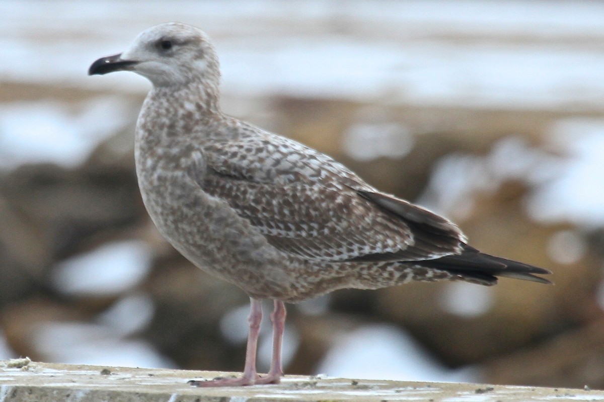 Herring Gull - ML230548501