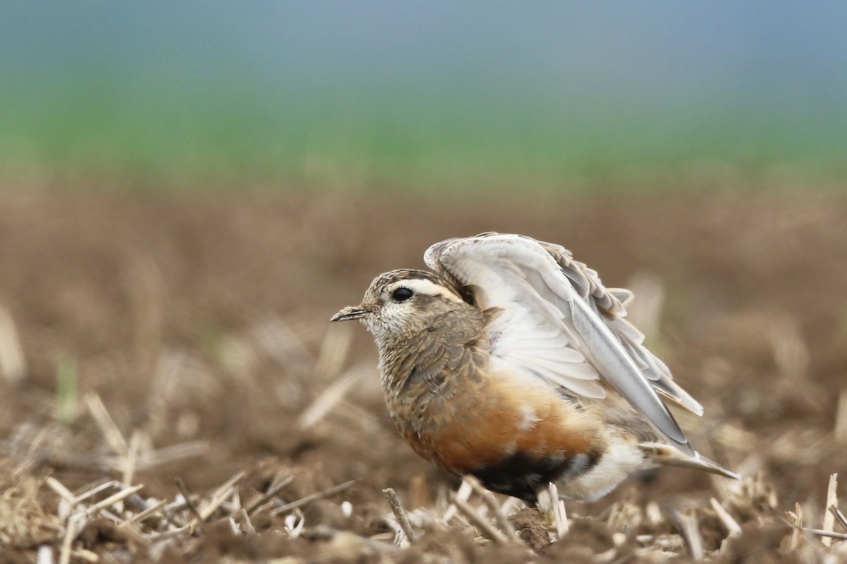 Eurasian Dotterel - Volker Hesse