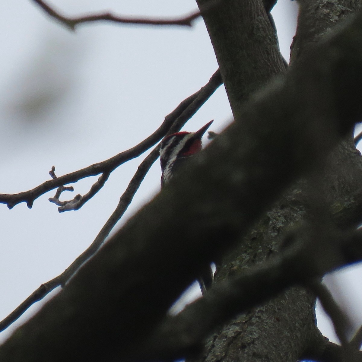Yellow-bellied Sapsucker - ML230549431