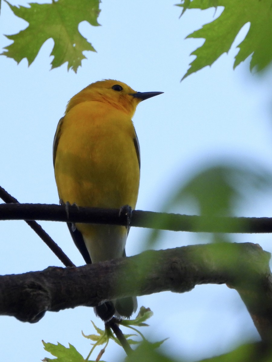 Prothonotary Warbler - ML230549711