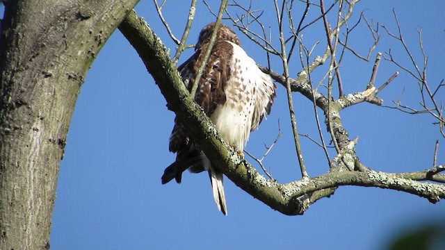 Red-tailed Hawk - ML230550801