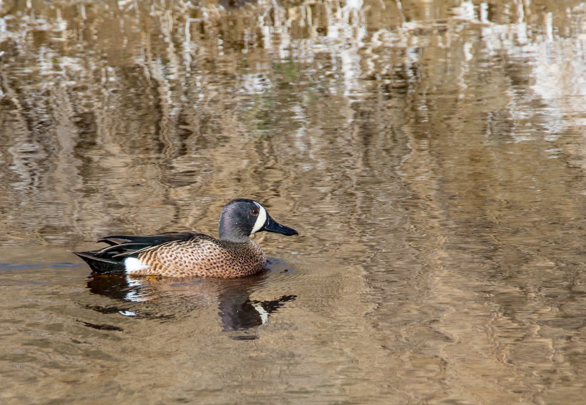 Blue-winged Teal - ML230551581