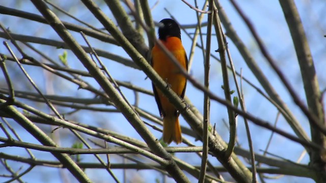 Baltimore Oriole - ML230552081