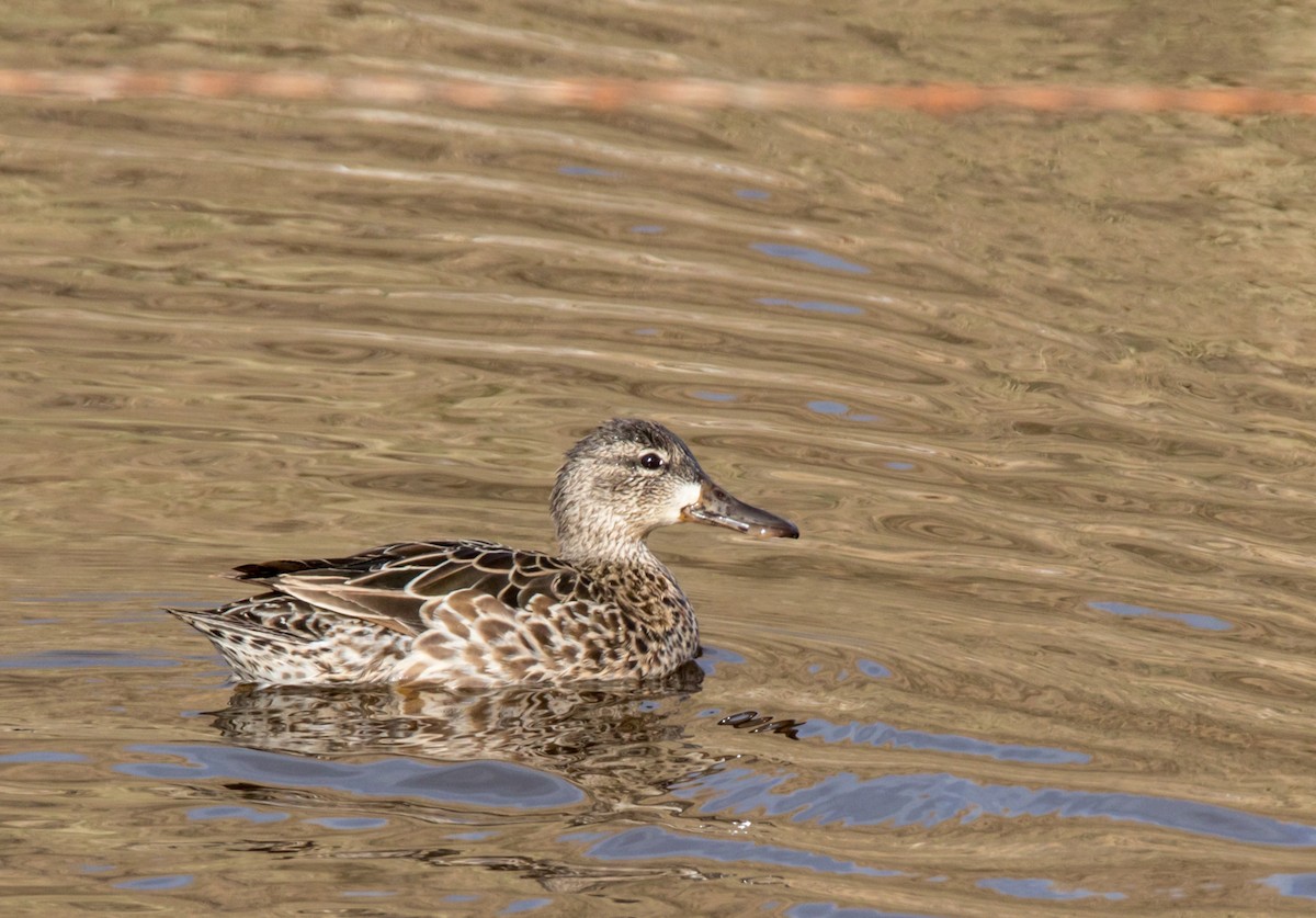 Blue-winged Teal - ML230553071