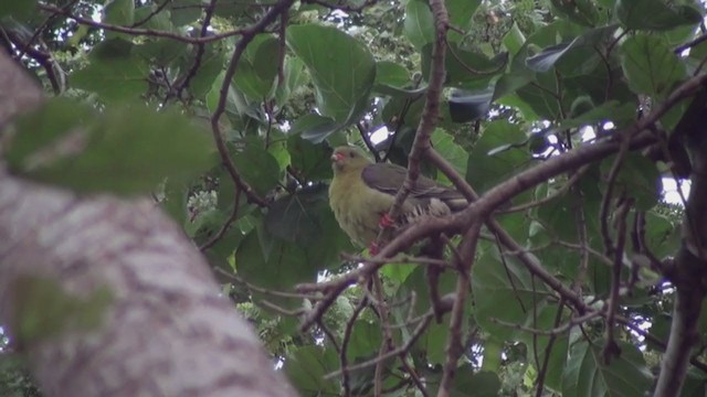 African Green-Pigeon (African) - ML230553611
