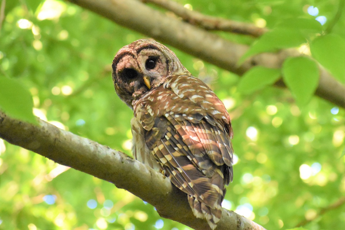 Barred Owl - ML230554971