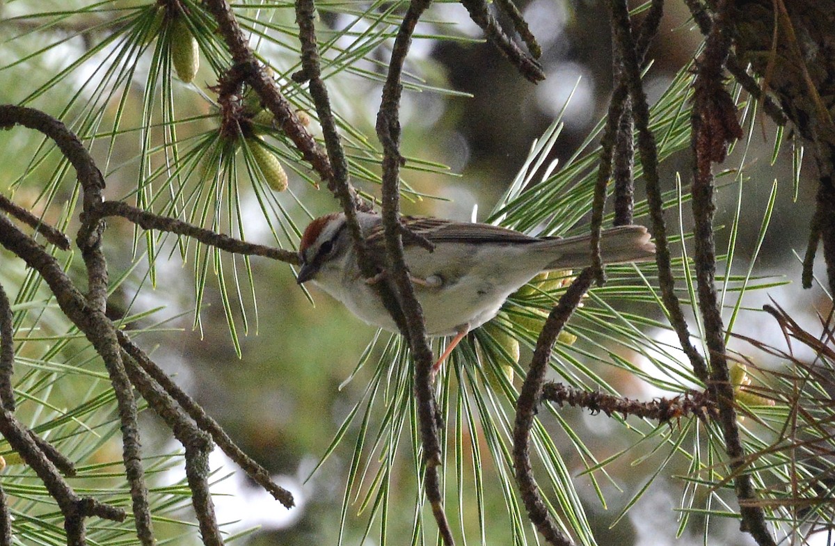 Chipping Sparrow - ML230556081