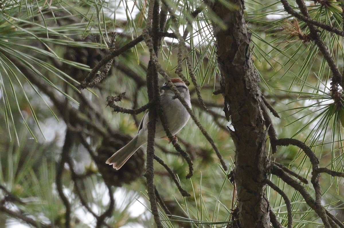 Chipping Sparrow - ML230556101