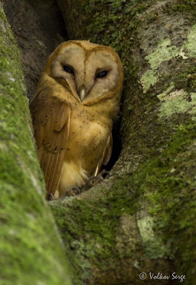 Red Owl - Volkov Sergey