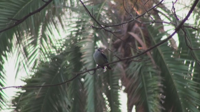 Woodland Kingfisher - ML230557331