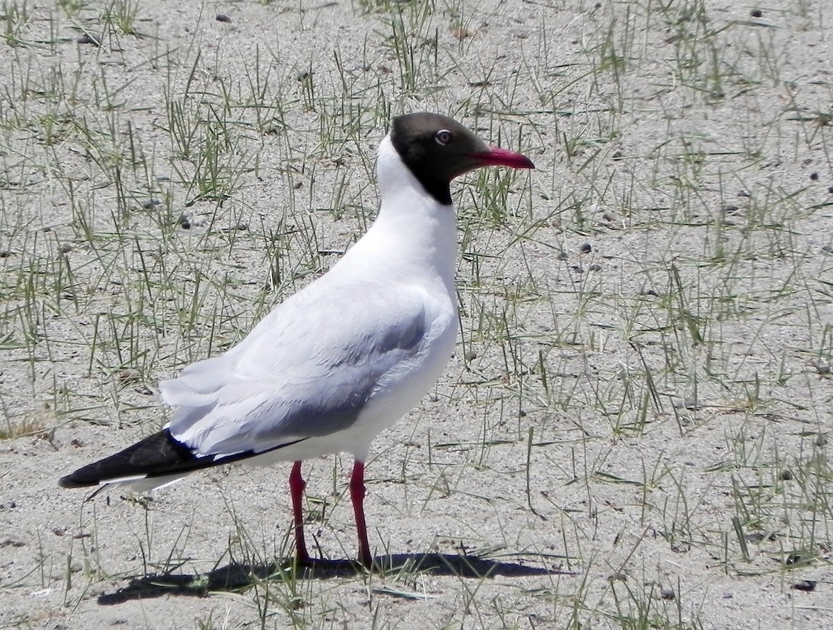 Brown-headed Gull - ML230561031