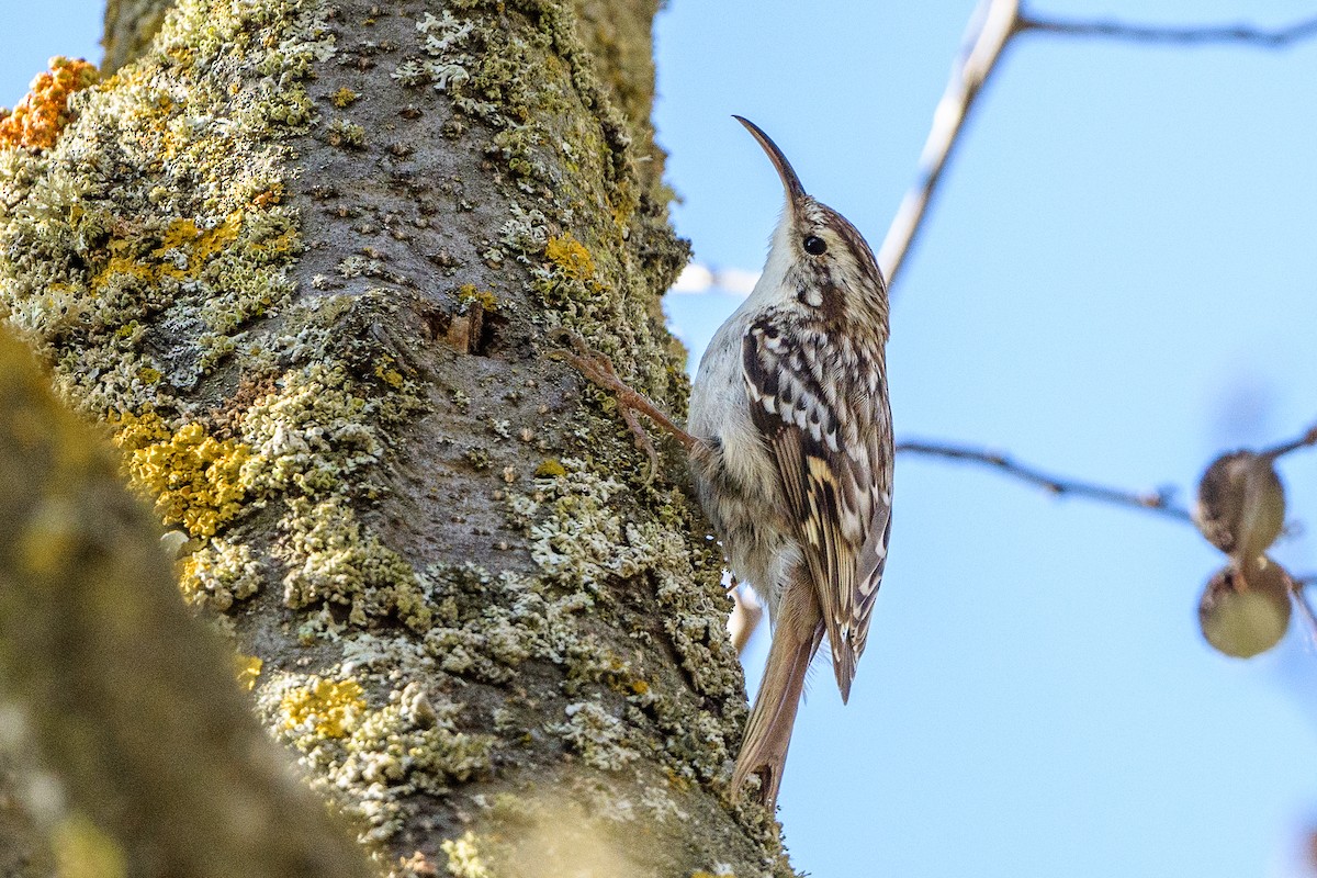 Short-toed Treecreeper - ML230564961