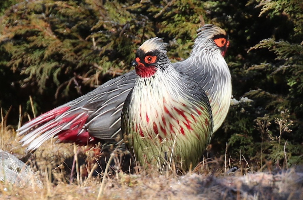 Blood Pheasant - ML230570801