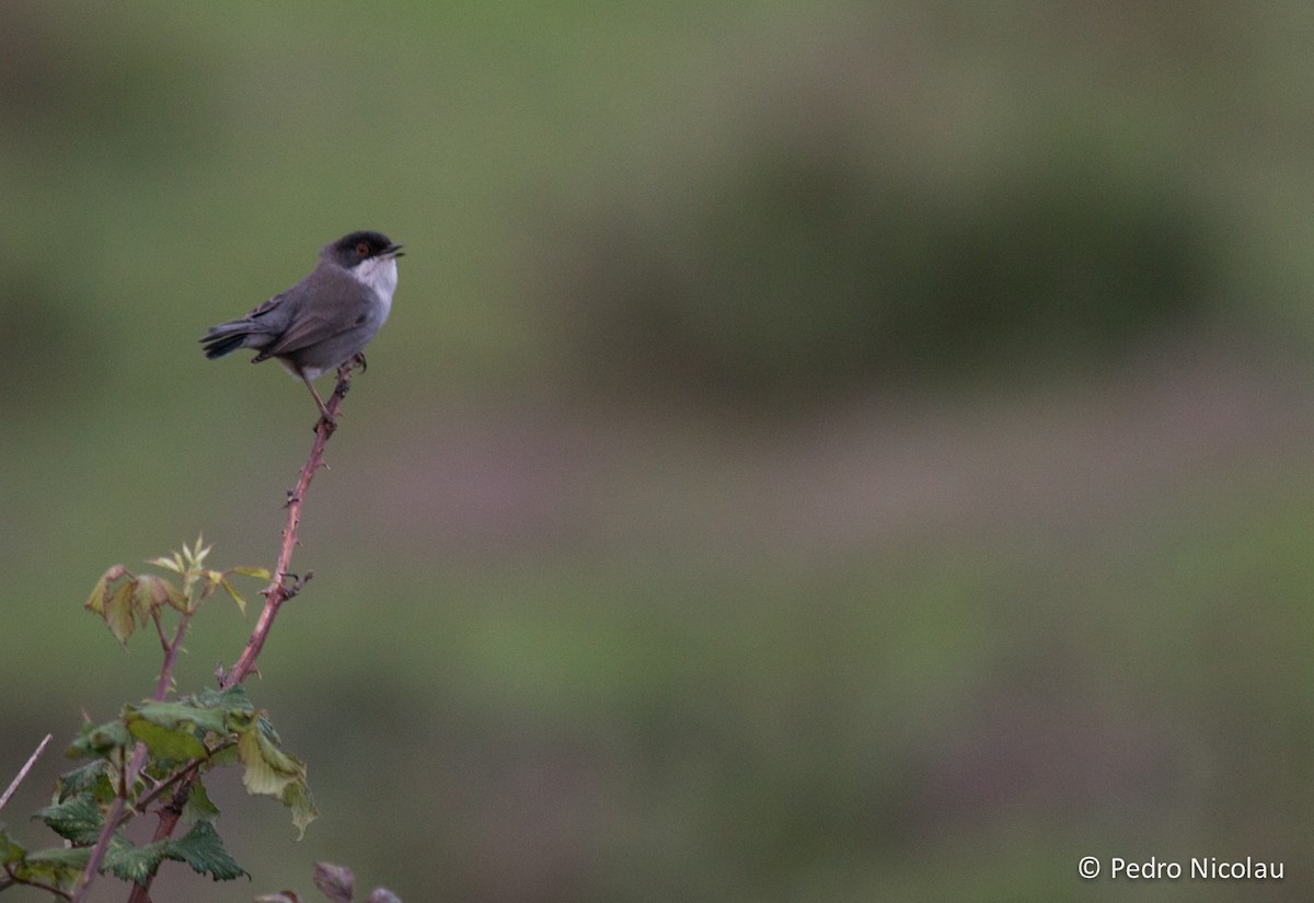 Sardinian Warbler - ML23057151