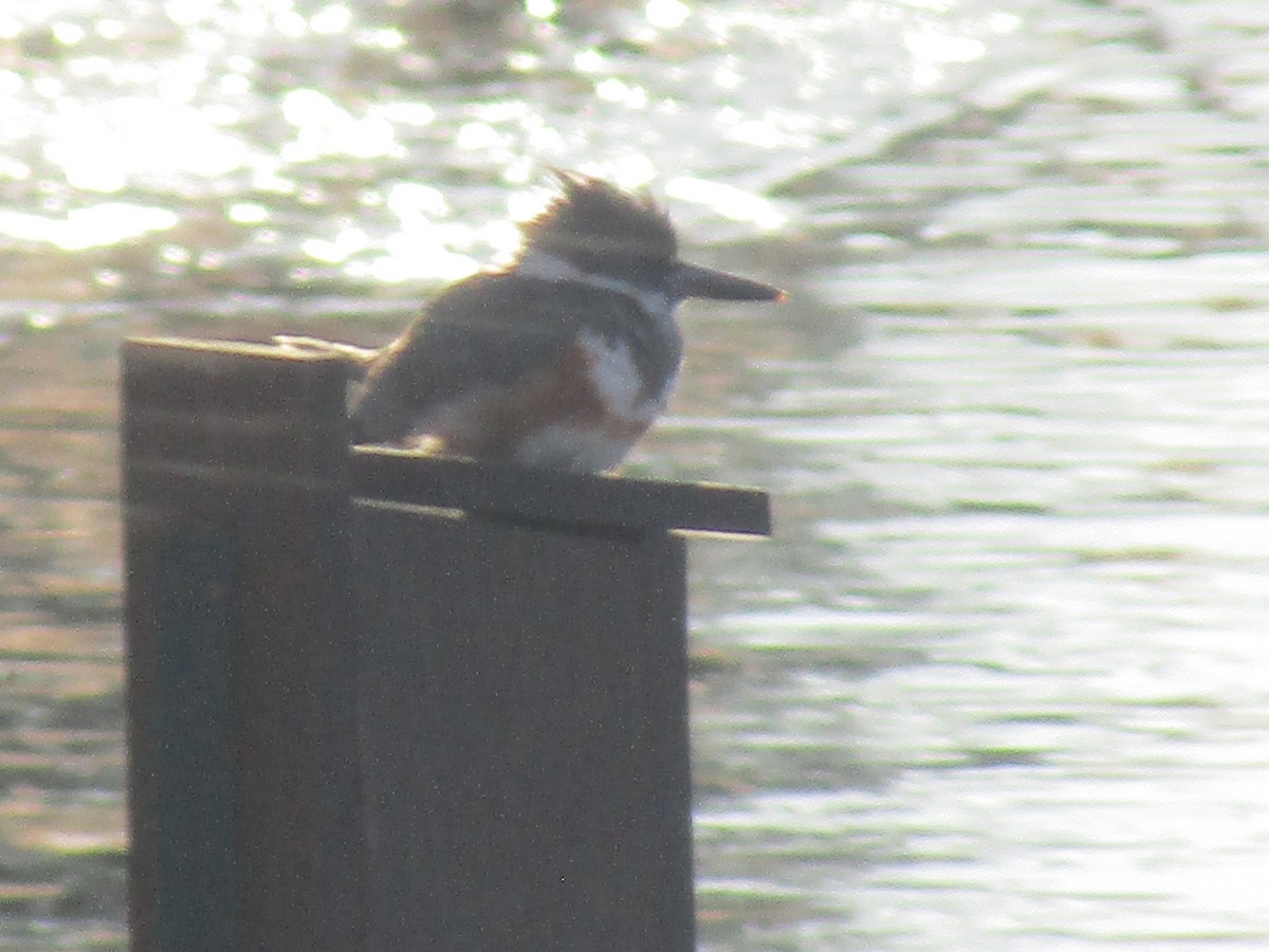 Belted Kingfisher - ML230572161