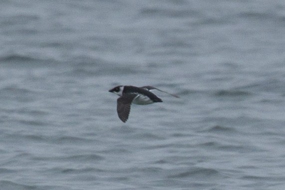 Dovekie - ML23057691