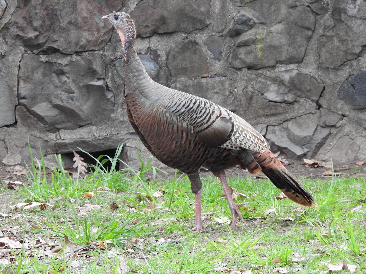 Wild Turkey - ML230577411