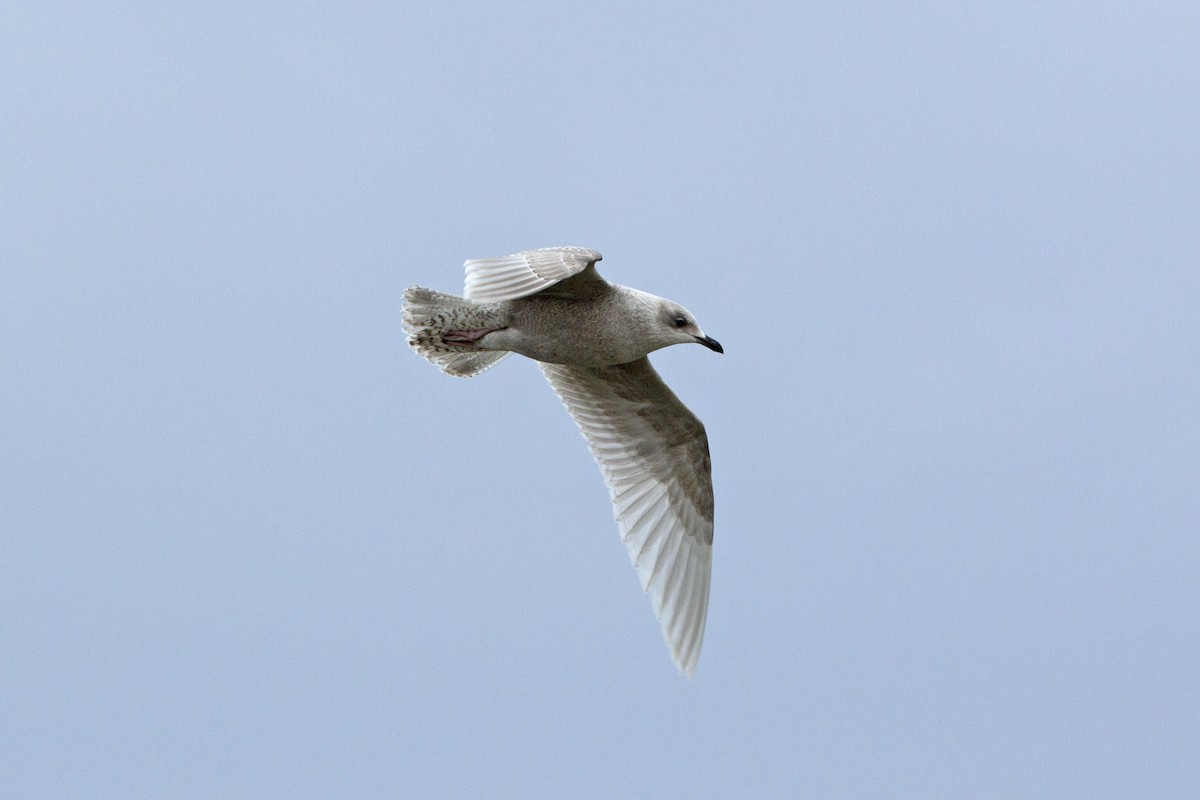 Iceland Gull (kumlieni) - ML23057751