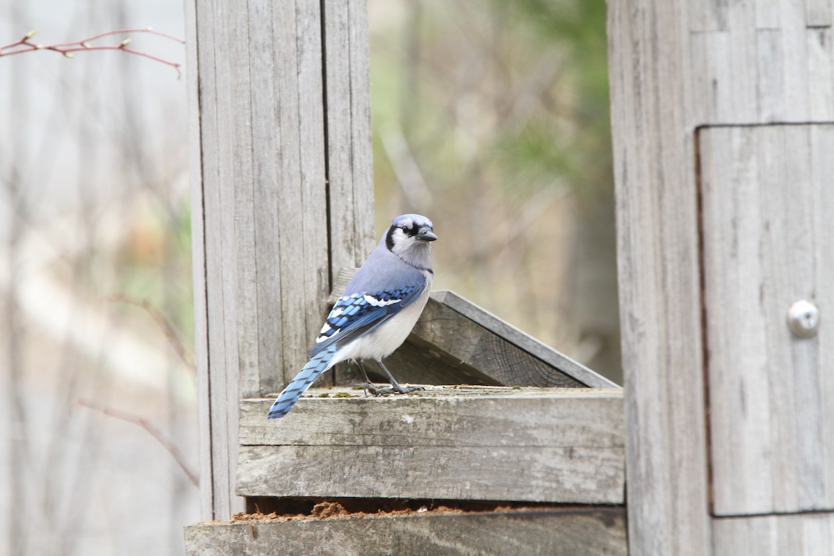 Blue Jay - Laurence Jutras