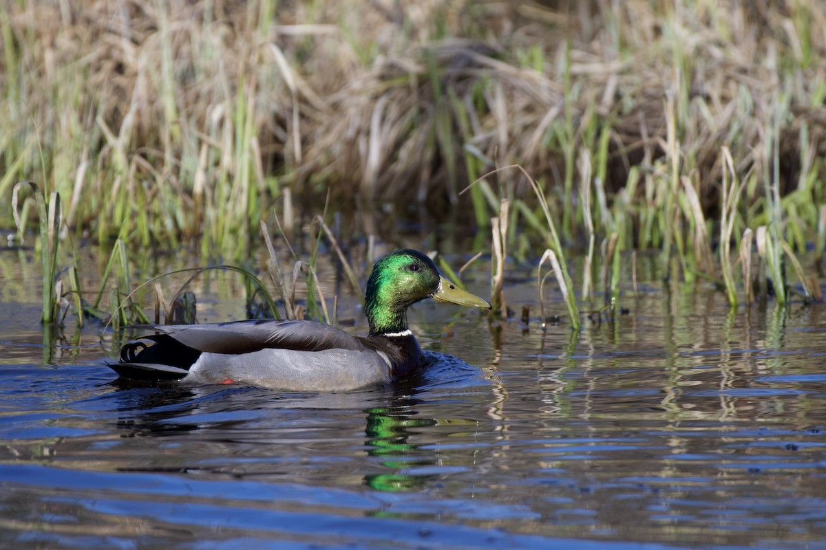 Canard colvert - ML230579441