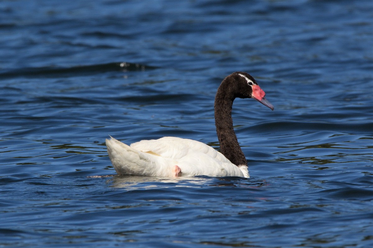 Black-necked Swan - ML230579581
