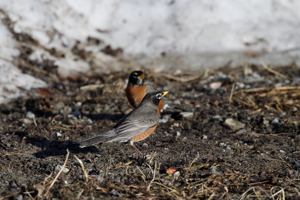 American Robin - ML230580821