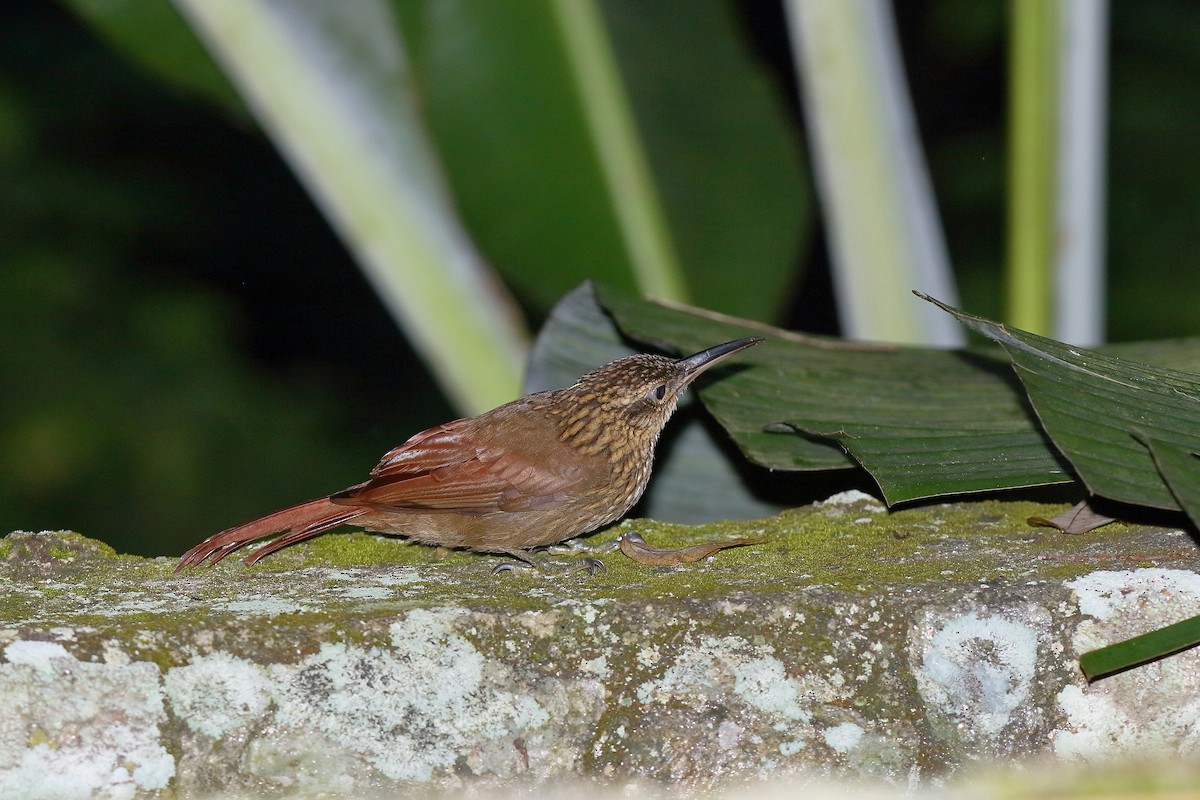 Cocoa Woodcreeper - ML230581771