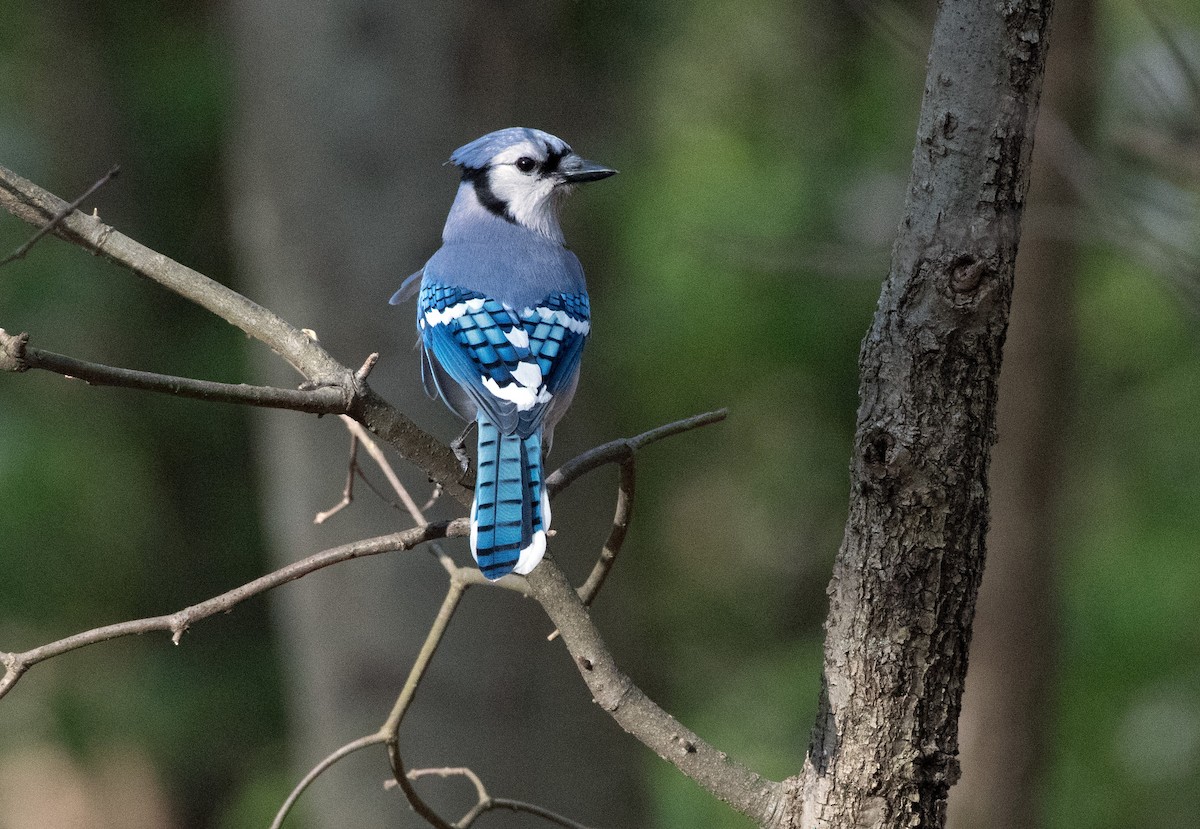 Blue Jay - ML230582211
