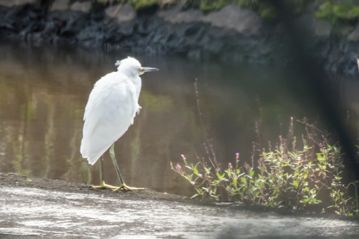 Aigrette neigeuse - ML230582551