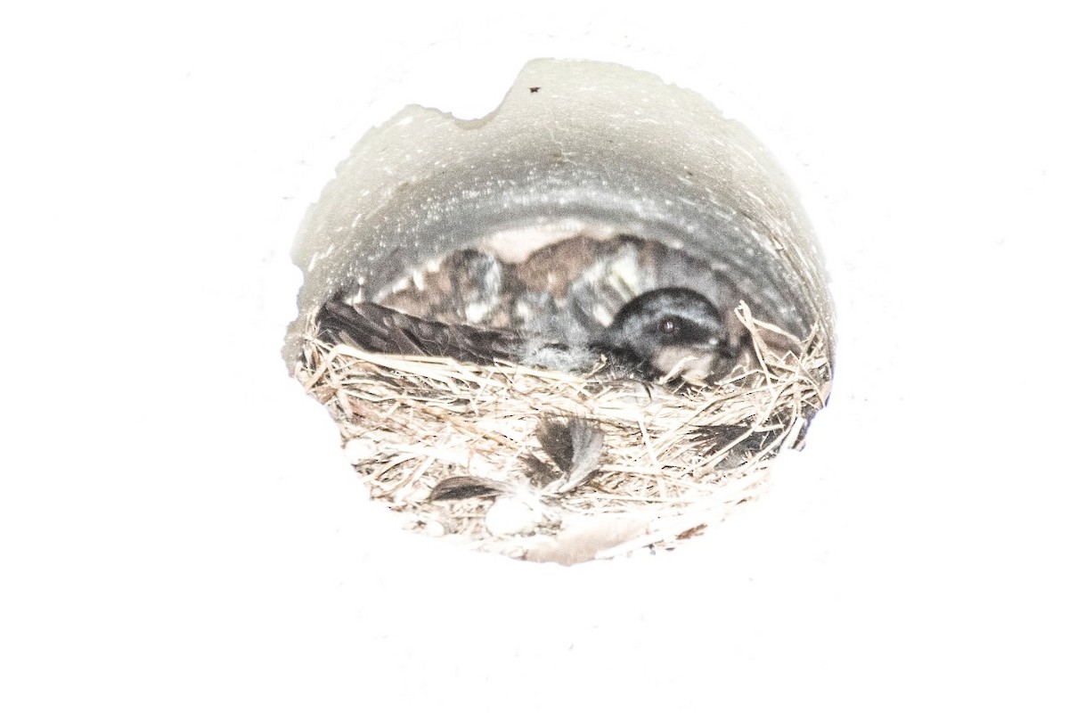 Brown-bellied Swallow - Maartje Musschenga