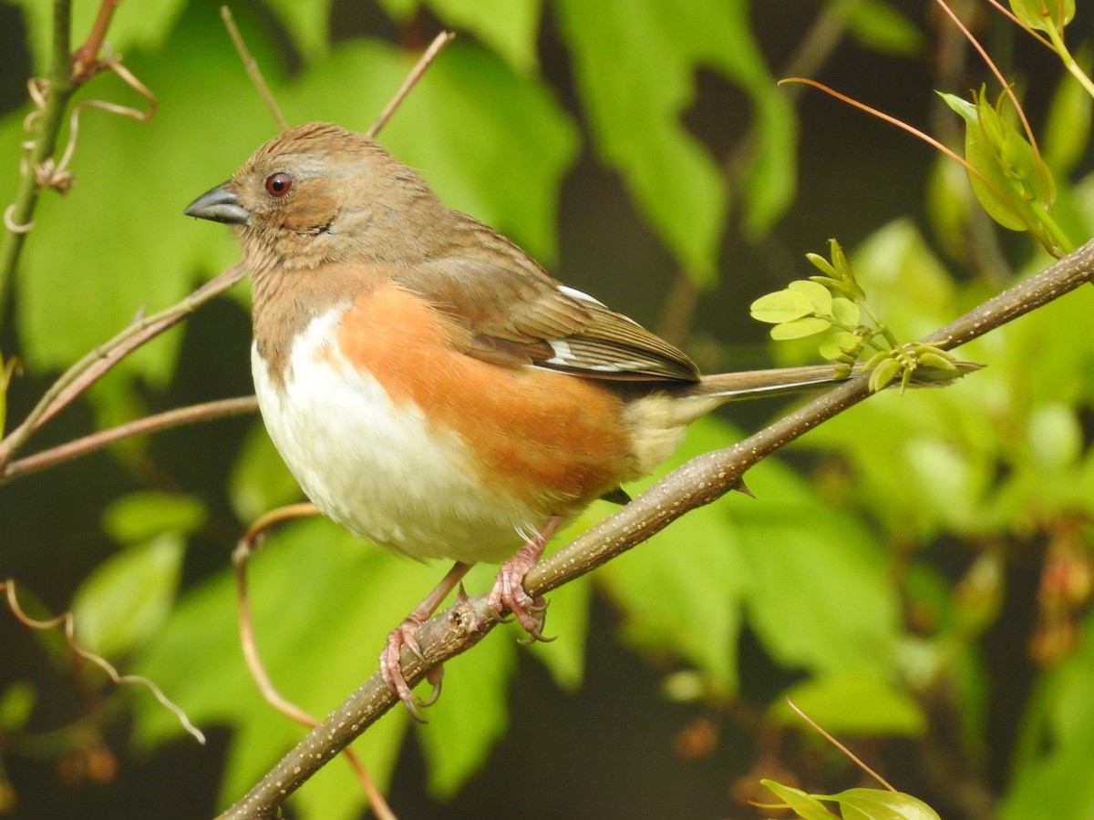 Eastern Towhee - ML230584631