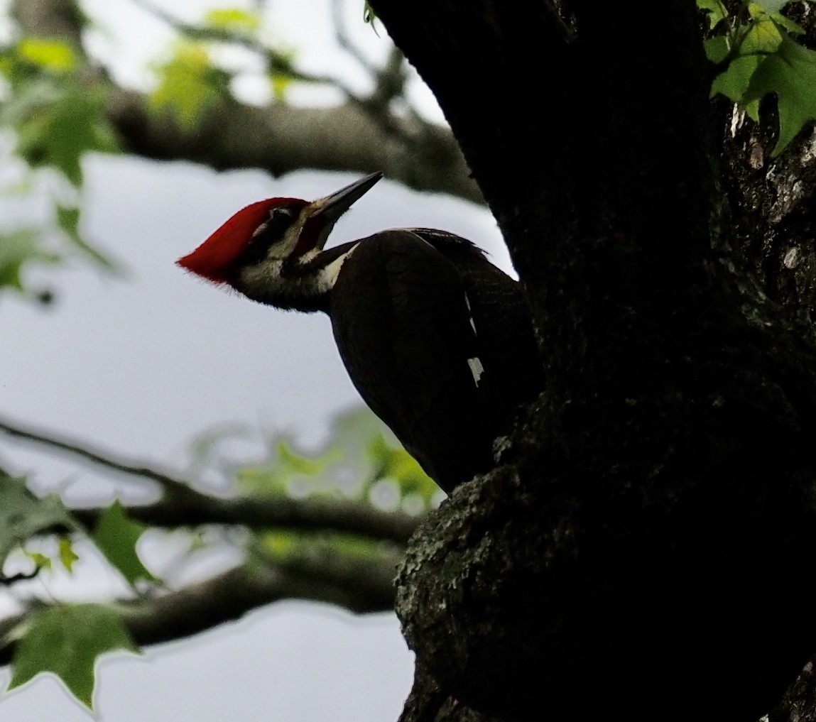 Pileated Woodpecker - Bob Foehring