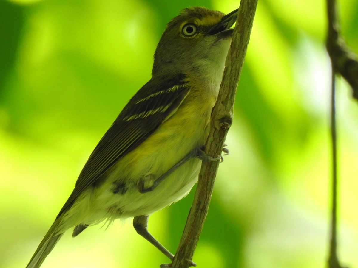 White-eyed Vireo - Jim Valenzuela