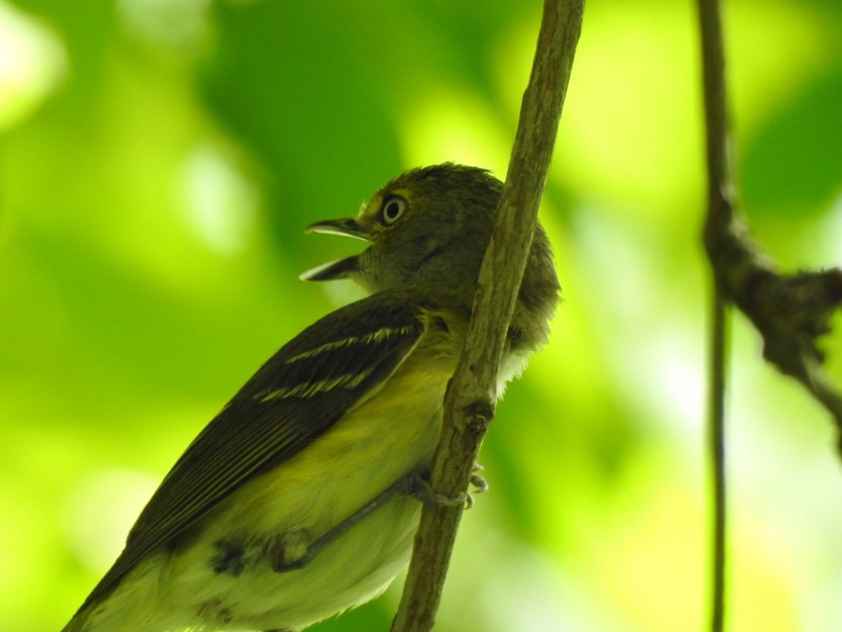 White-eyed Vireo - Jim Valenzuela